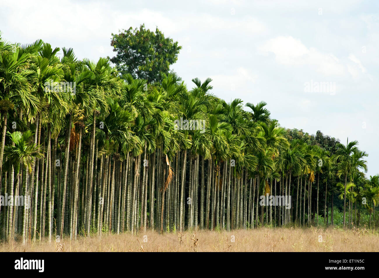 Betel palm trees in farming ; Harihar ; Davangere ; Karnataka ; India Stock Photo