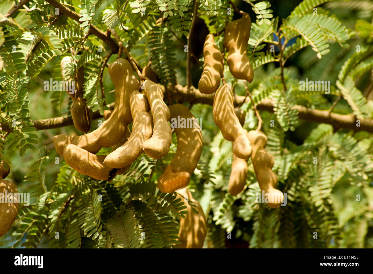 Tamarind tree, tamarindus indica, Karnataka, India, Asia Stock Photo