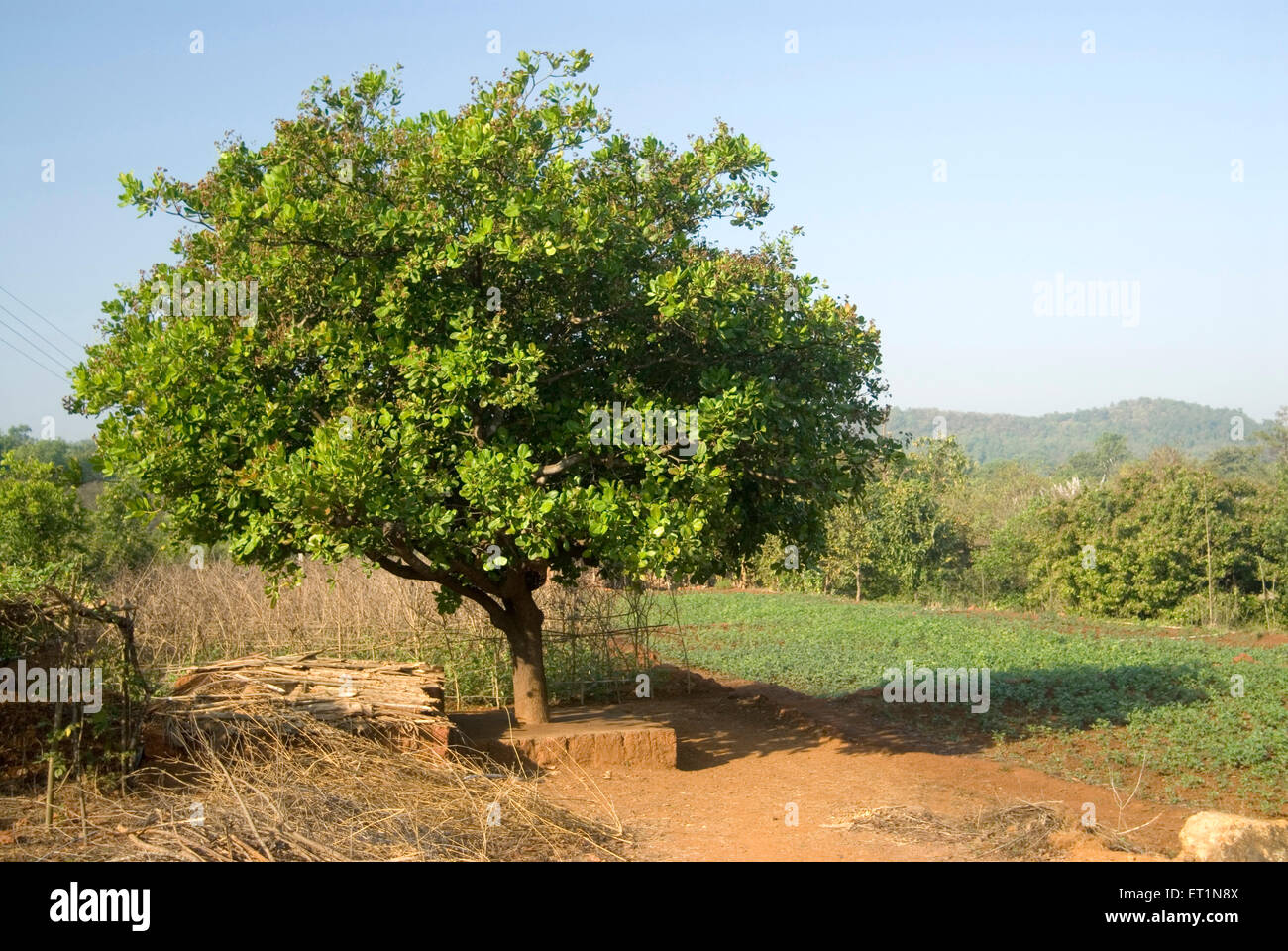 Cashew tree, Anacardium occidentale Stock Photo