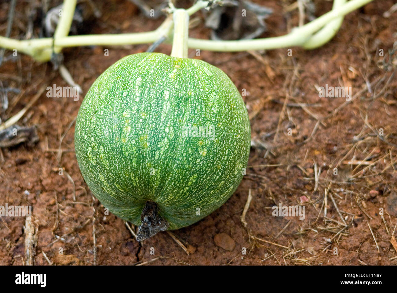 Pumpkin kaddu kaddoo kalabash tree vine Stock Photo