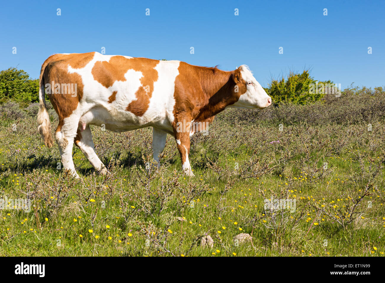 Brown cow on green grass with blue sky Stock Photo - Alamy