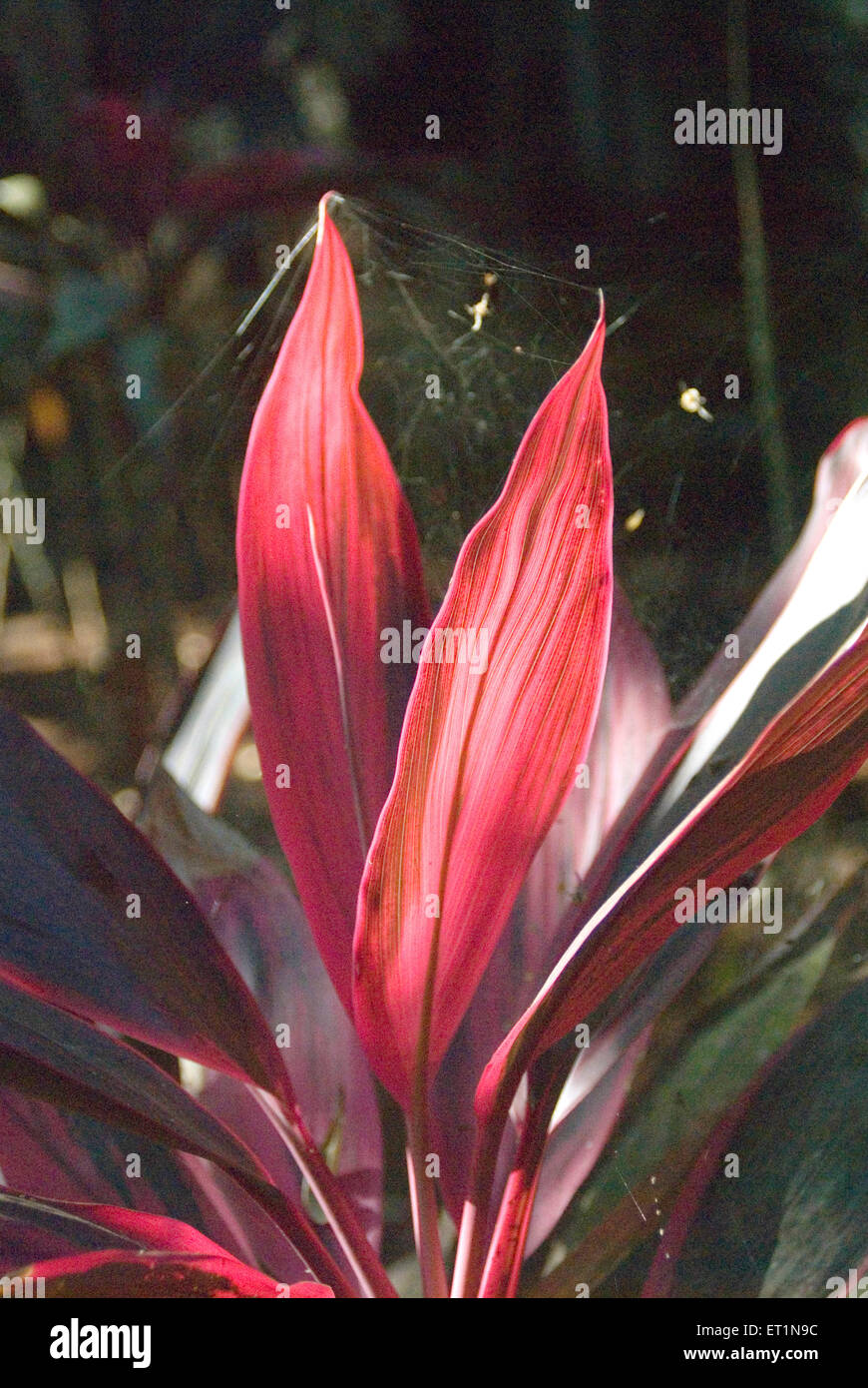 croton plant leaves with spider cobweb Stock Photo