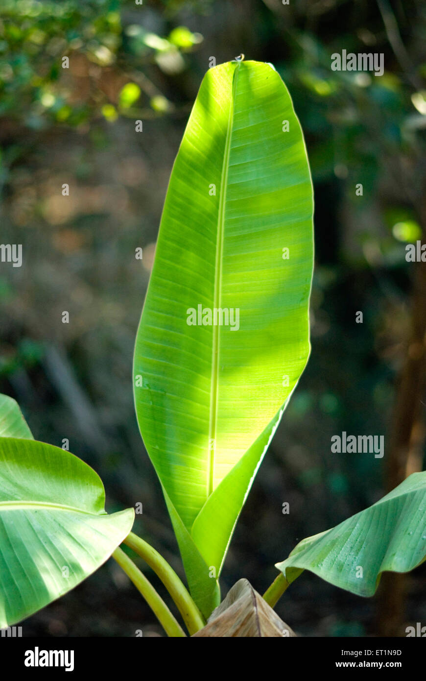 Fresh leaves of banana tree leaf Stock Photo