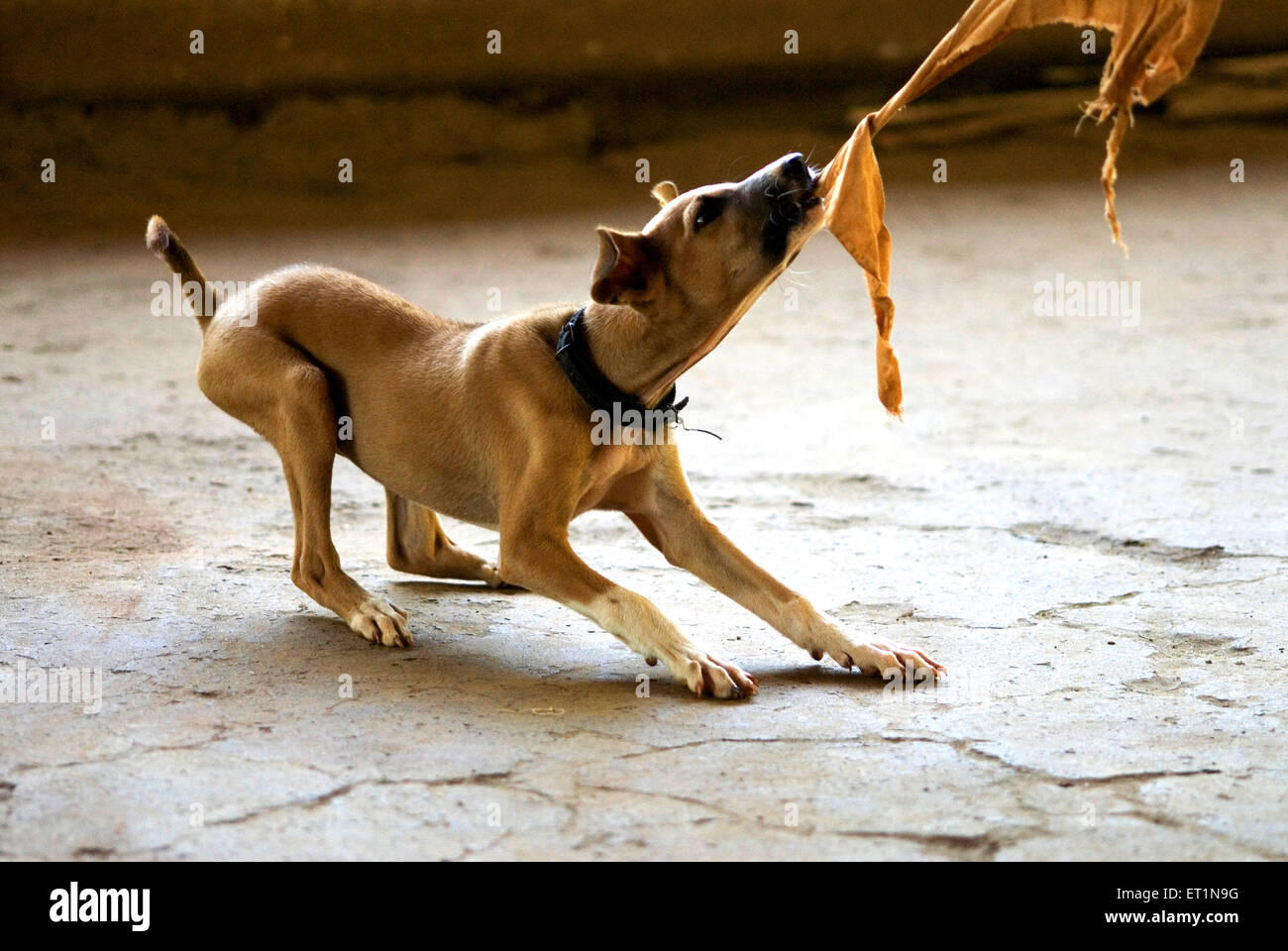 Small dog or puppy in playing mood and trying to catch cloth Stock Photo