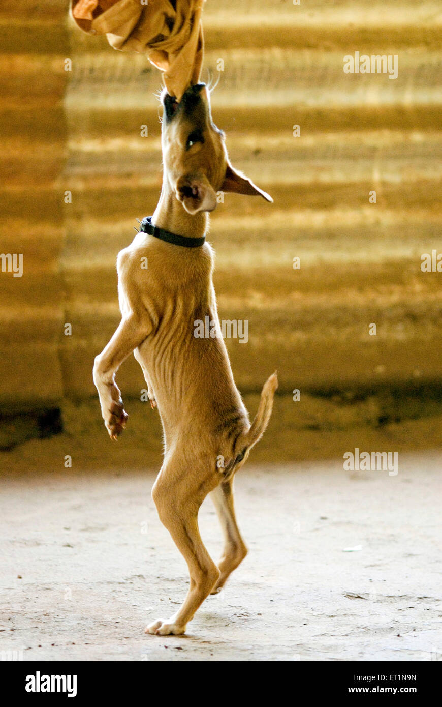 Small dog or puppy in playing mood and jumping trying to catch cloth Stock Photo