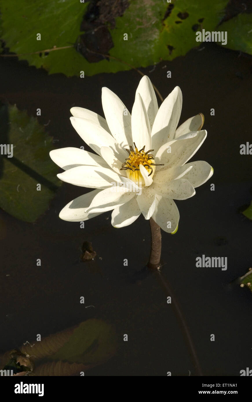 White lotus flower kamal himani nymphaea pubescens in pond Stock Photo