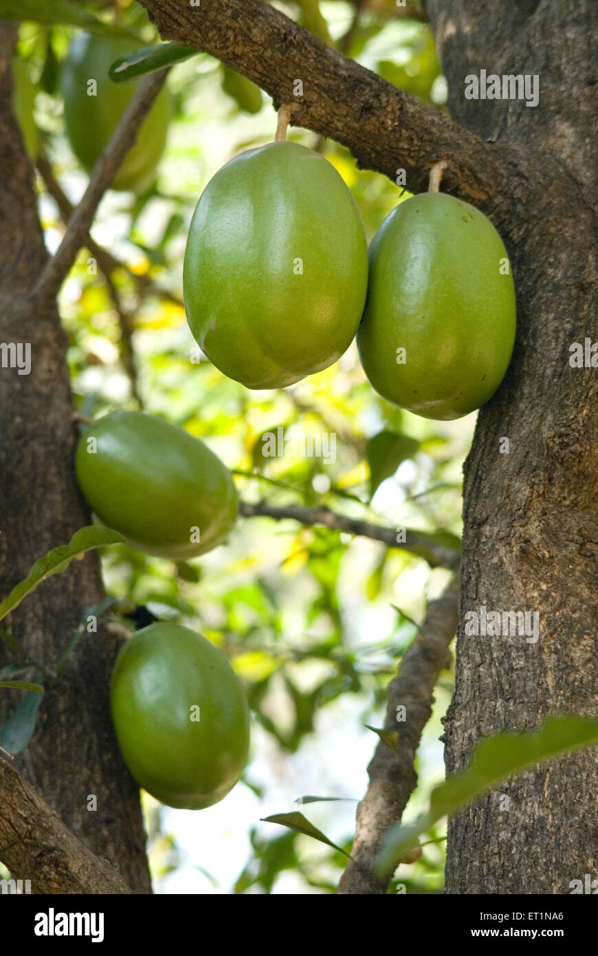 Crescentia cujete, calabash tree, beggars bowl tree, kamandalu tree Stock Photo