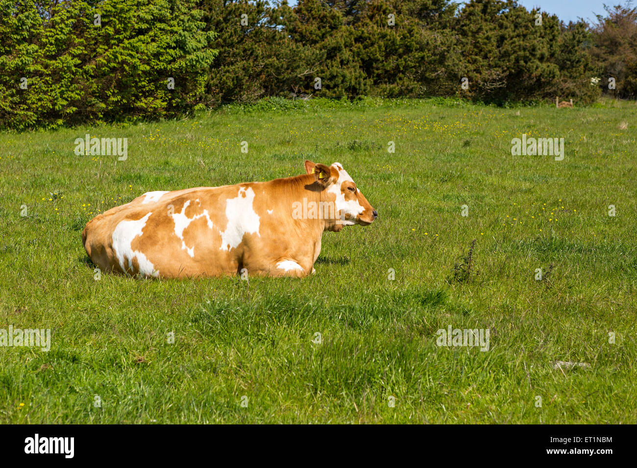 Brown cow on green grass with blue sky Stock Photo - Alamy