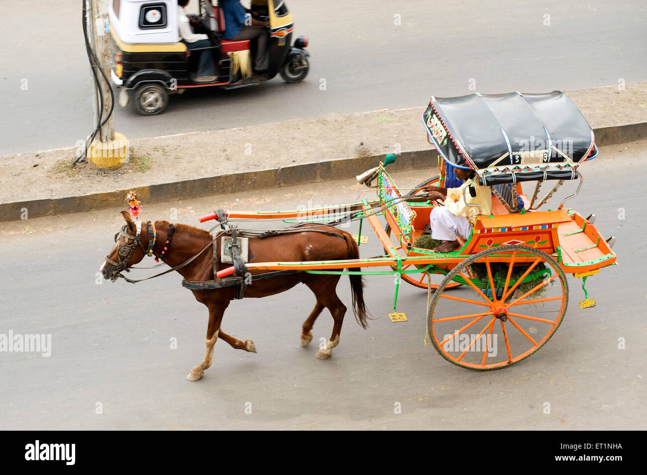 Horse cart at ; Pandharpur district ; Solapur ; Maharashtra ; India