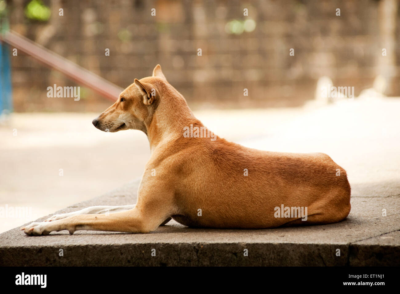 sitting dog profile Stock Photo
