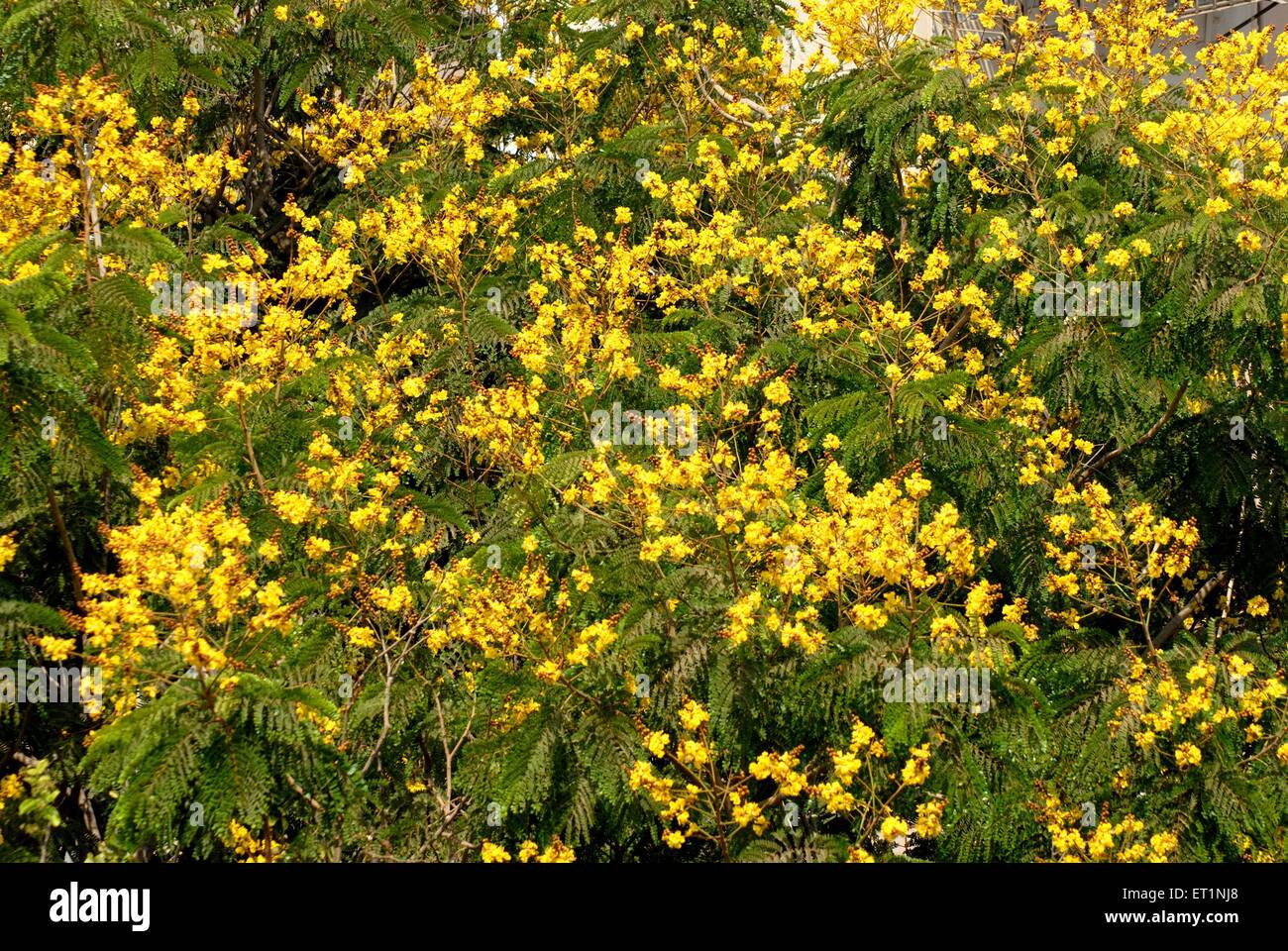 Photo Of Copper Pod Flower ( Yellow Flame, Yellow Poinciana Or Peltophorum  Pterocarpum (DC.) K.Heyne ) And Green Leaves Under The Blue Sky In The  Park, Close Up Stock Photo, Picture and