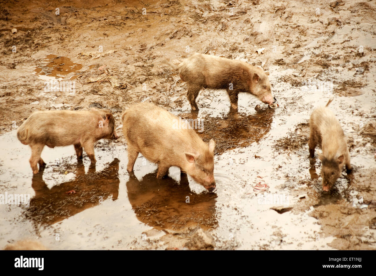 Pigs Sus at Pandharpur ; district Solapur ; Maharashtra ; India Stock Photo