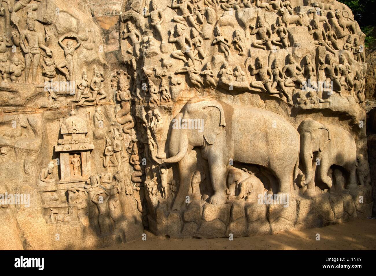 Rock wall anjunas penance and descent of ganga ; Mahabalipuram Mamallapuram ; Tamil Nadu ; India Stock Photo