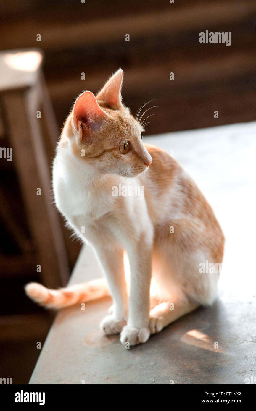 cat sitting, Felis catus, domestic cat Stock Photo