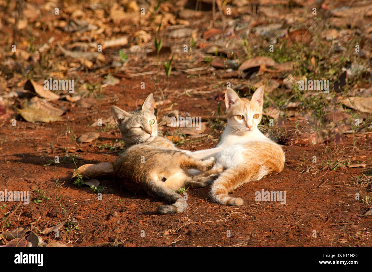 Cats sitting, Felis catus, domestic cats Stock Photo