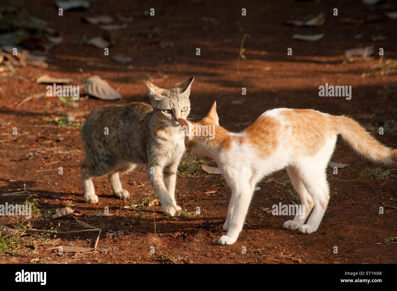 Cats fighting, Felis catus, domestic cats Stock Photo