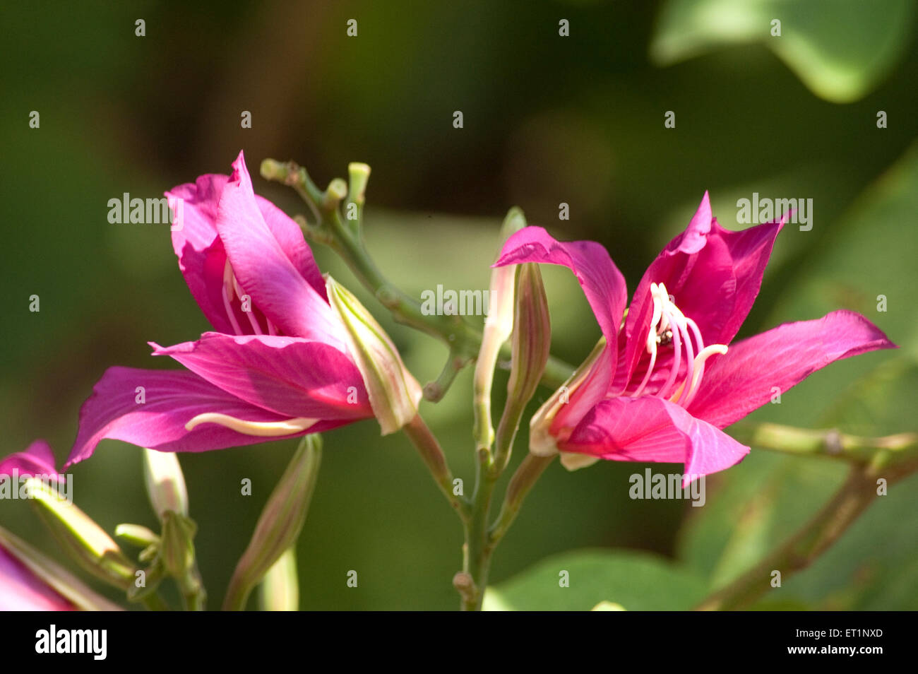 Kanchan flower, Kanchanara, Camel's foot, Bauhinia variegata, orchid tree, mountain ebony, Stock Photo