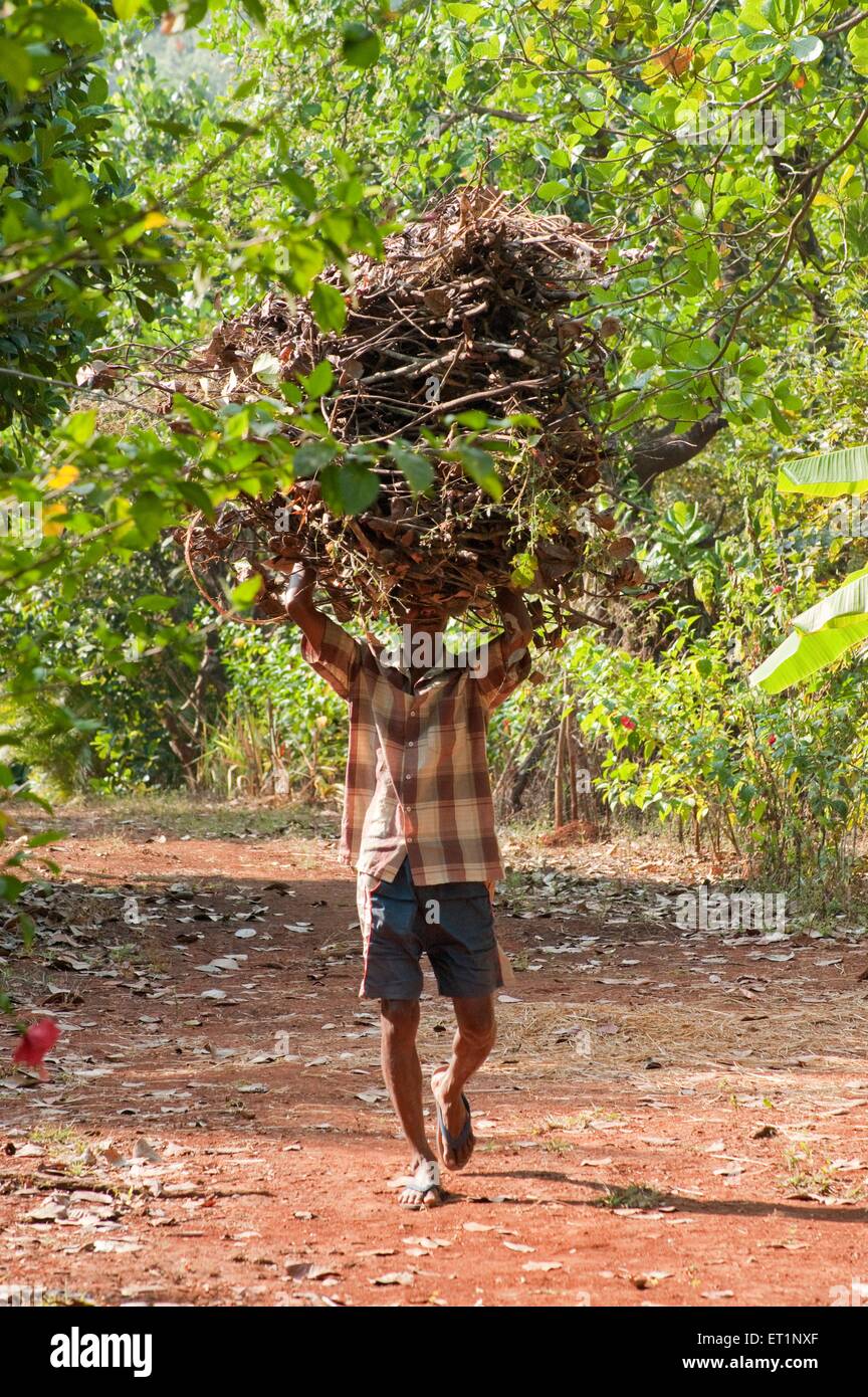 Man carrying firewood sticks twigs, Ratnagiri, Konkan, Maharashtra, India, Asia Stock Photo