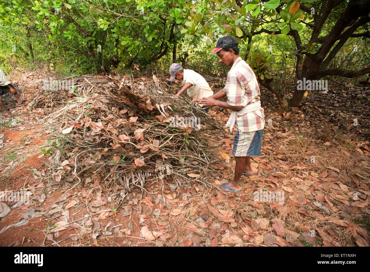 collecting firewood sticks twigs ; Konkan ; Maharashtra ; India ; Asia Stock Photo