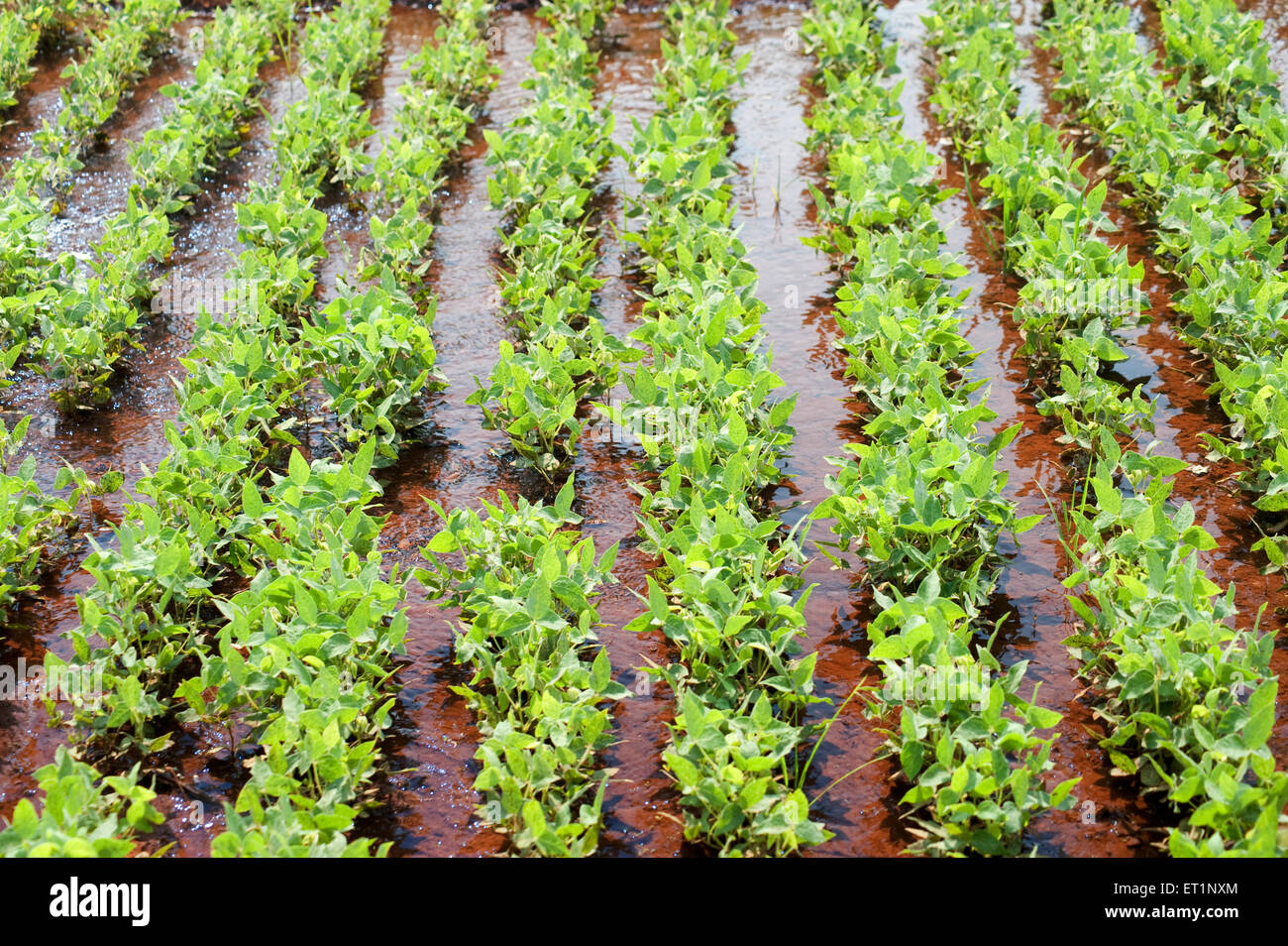 Horse gram macrotyloma uniflorum known kulith ; Lanja ; Ratnagiri