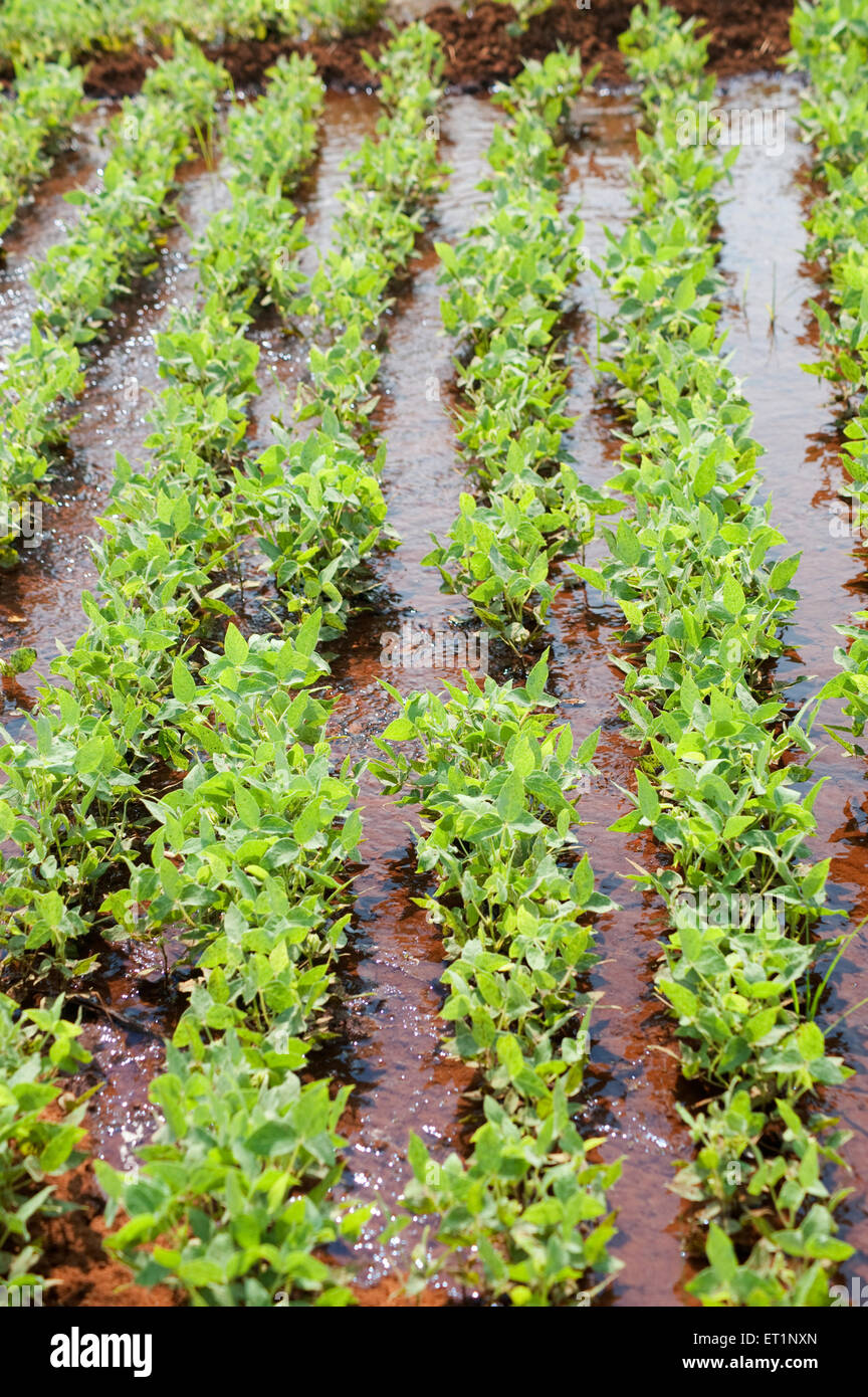 Horse gram macrotyloma uniflorum known kulith at ; Lanja ; Ratnagiri
