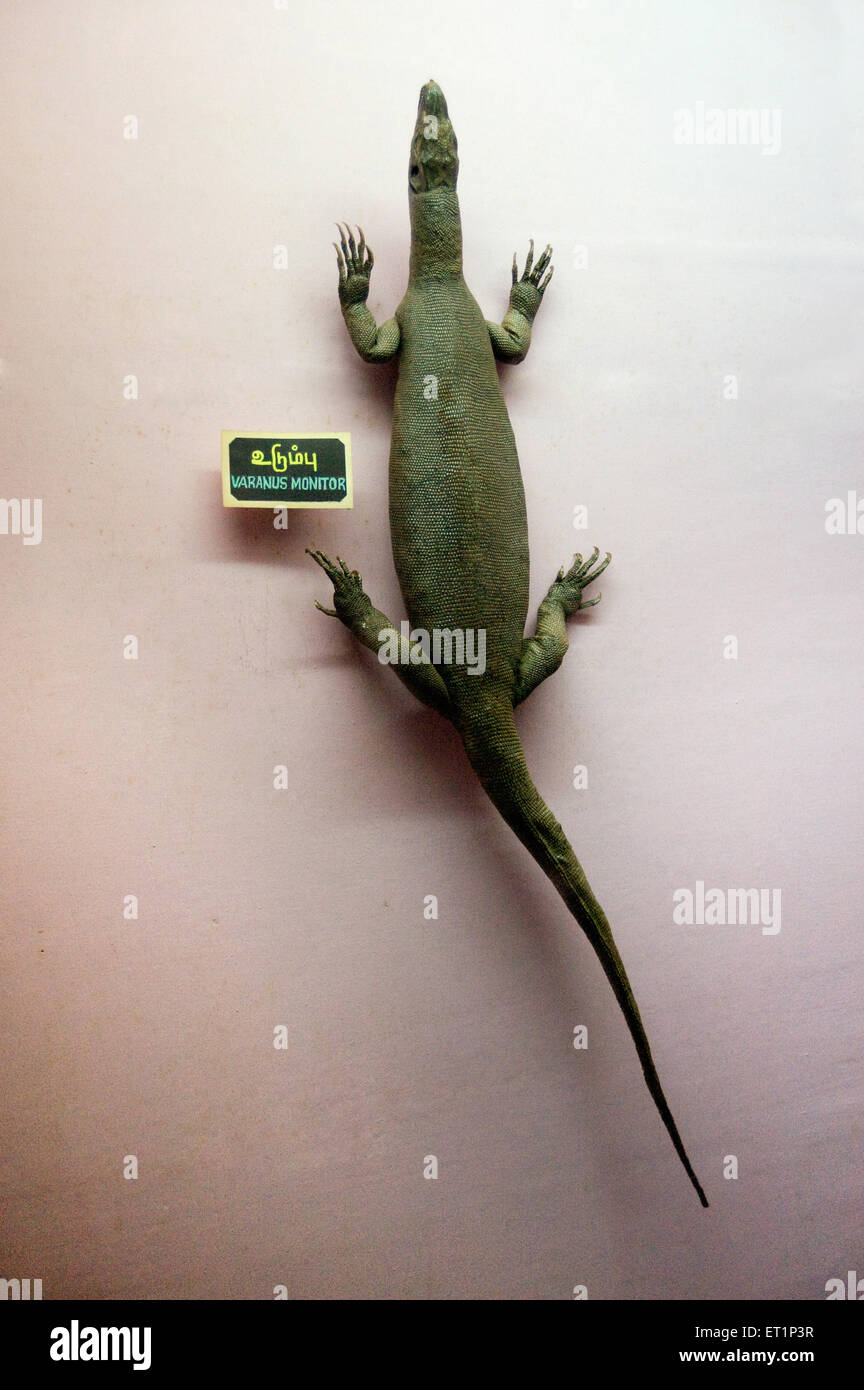 Varanus monitor lizard Stock Photo
