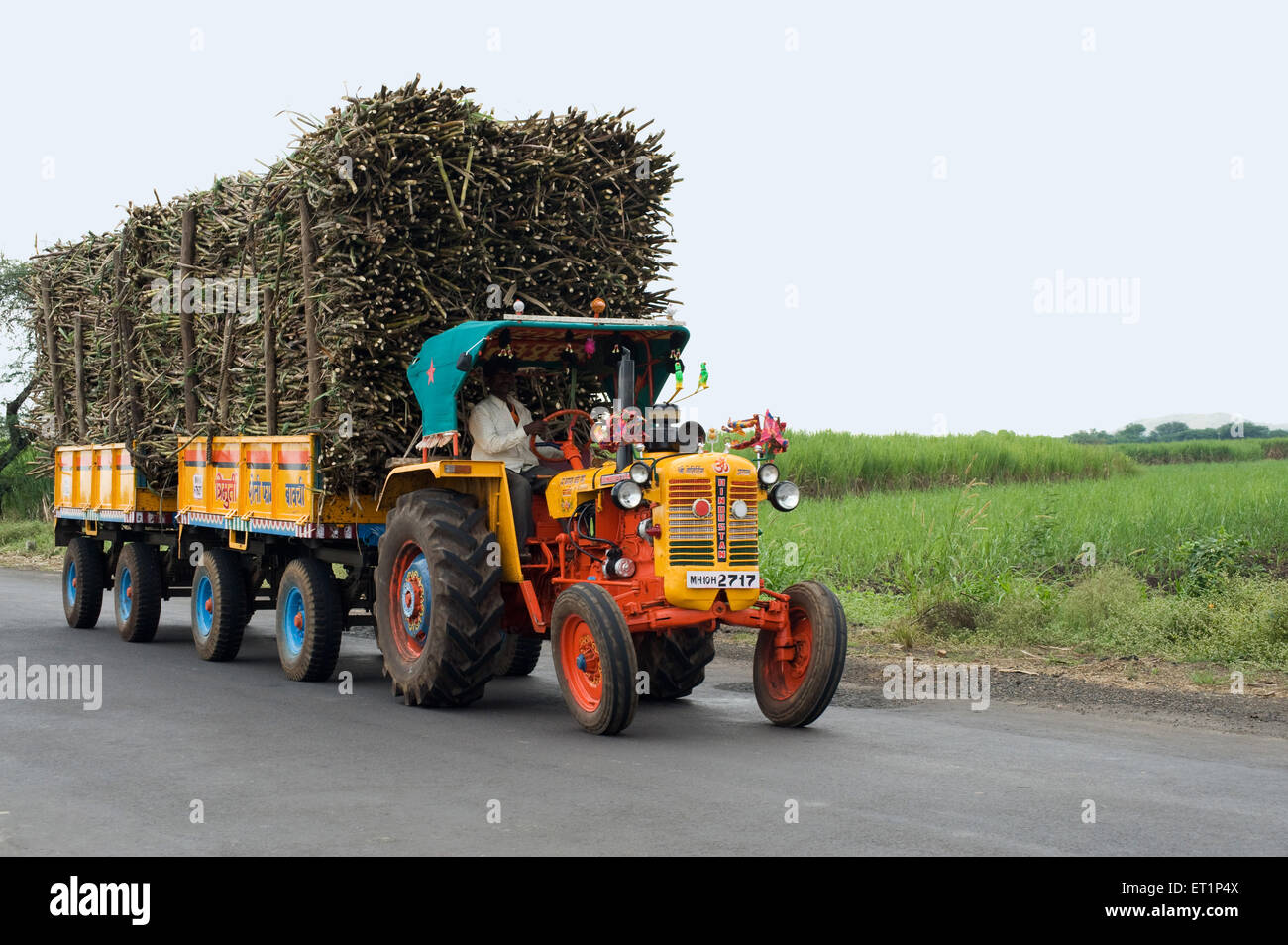 Tractor trolleys loaded with sugarcane ; Miraj ; Sangli ; Maharashtra ; India Stock Photo