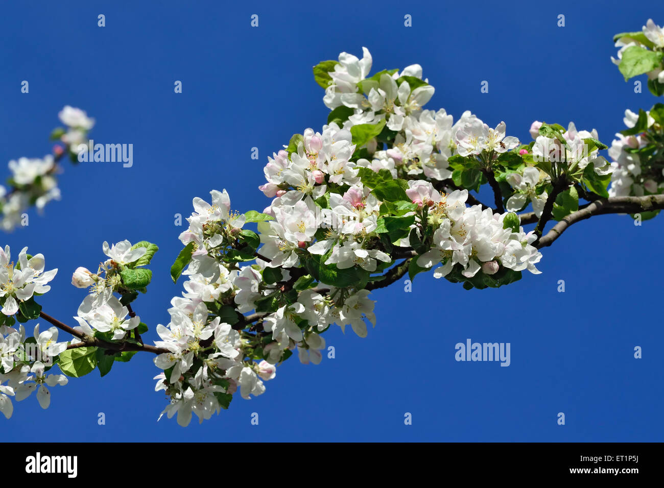 Spring. Apple tree in blossom. Beautiful flowers closeup Stock Photo ...