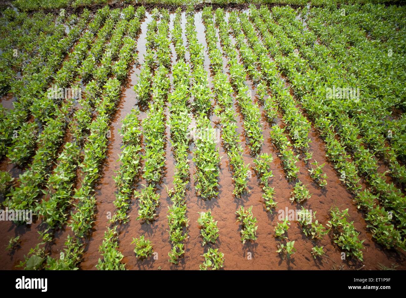 Kulith crop hires stock photography and images Alamy