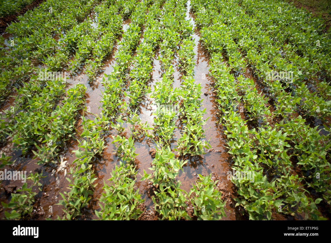 Horse gram macrotyloma uniflorum known kulith at ; Lanja ; Ratnagiri