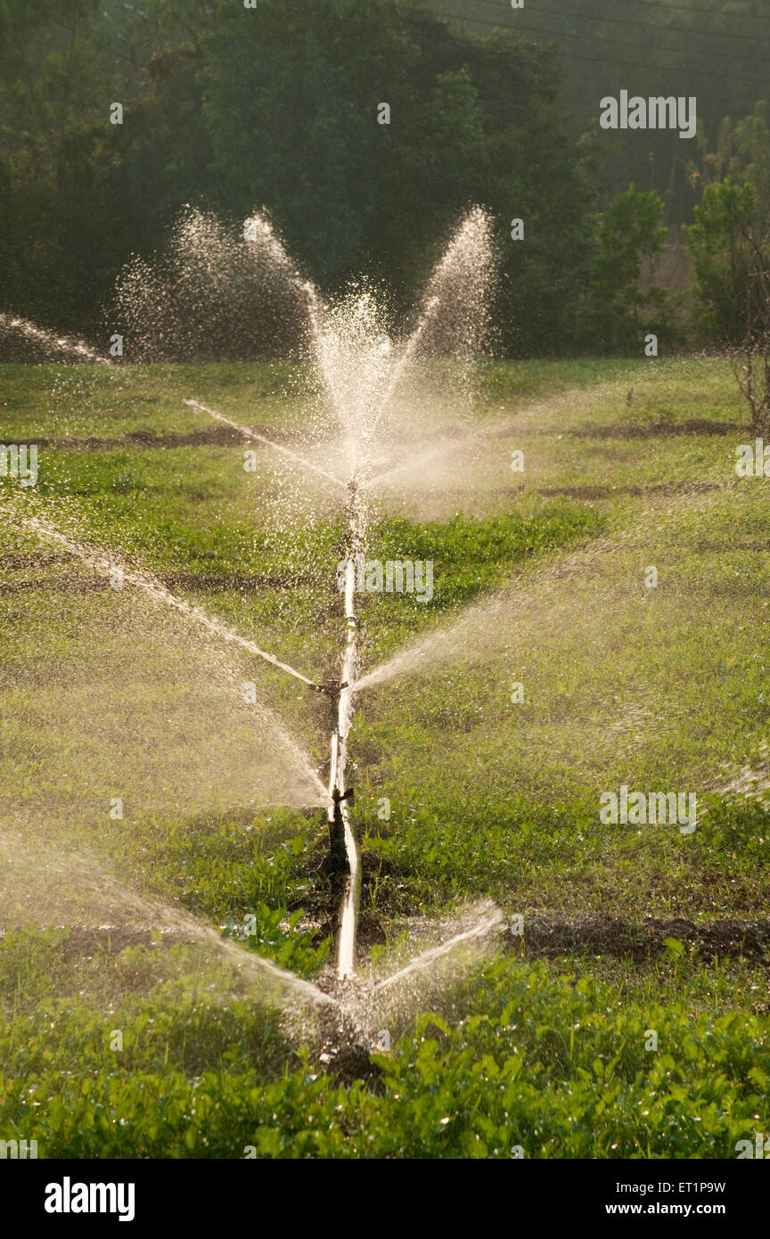 Sprinklers are used for irrigating in farms Stock Photo Alamy