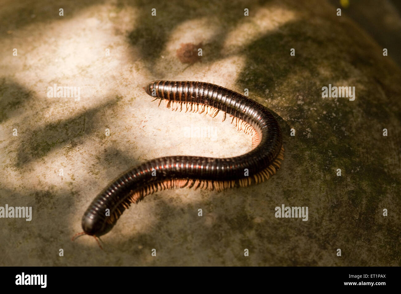 Millipede thousand feet  arthropod Diplopoda Stock Photo