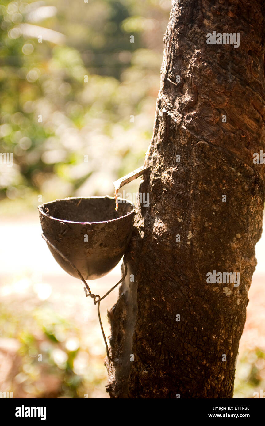 Rubber tree, rubber plant, sharinga tree, seringueira, Hevea brasiliensis, latex sap, Ponmudi, Trivandrum, Thiruvananthapuram, Kerala, India, Asia Stock Photo