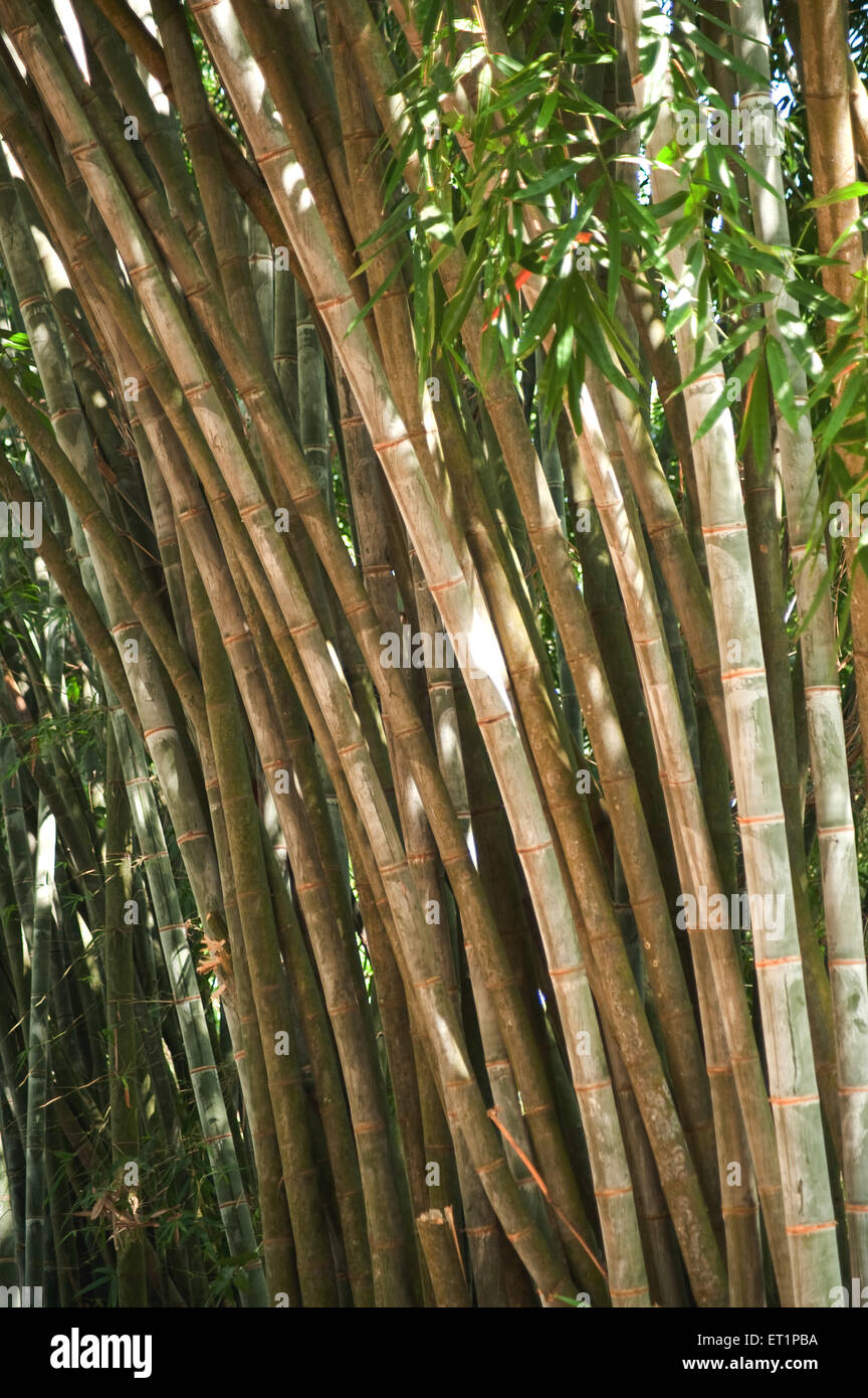 Bamboo trees ; Zoological Garden  ; Trivandrum ; Thiruvananthapuram ; Kerala ; India ; Asia Stock Photo