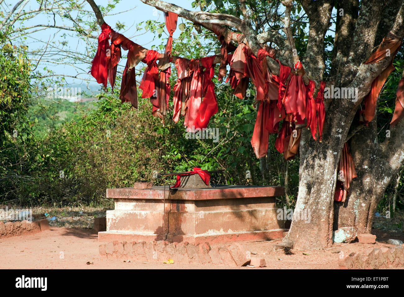 Wishing tree ; Chittumala Amman Temple ; Quilon ; Kollam ; Kerala ; India ; Asia Stock Photo