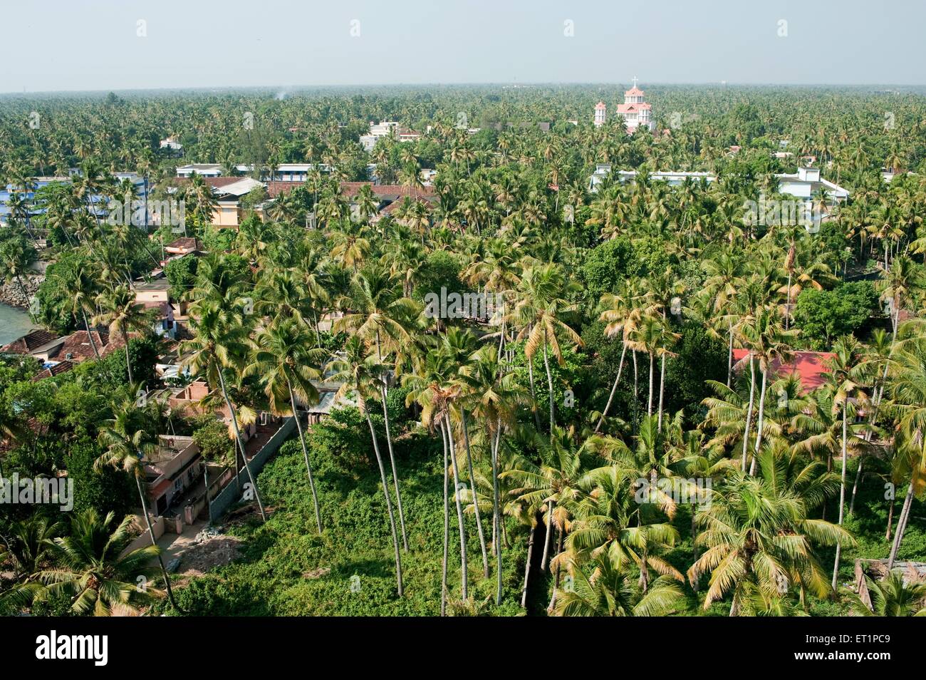 palm trees ; Quilon ; Kollam ; Kerala ; India ; Asia Stock Photo Alamy