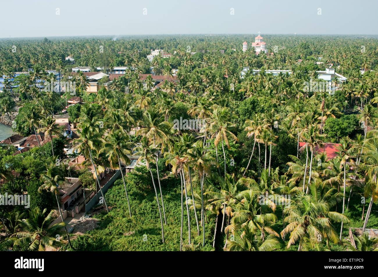 palm trees ; Quilon ; Kollam ; Kerala ; India ; Asia Stock Photo