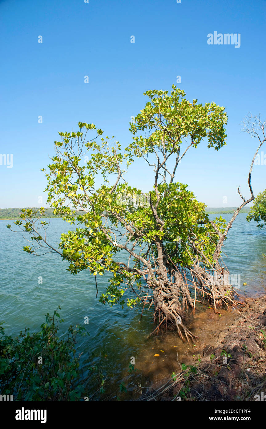 Mangroves at karzai creek at sindhudurg ; Maharashtra ; India Stock Photo