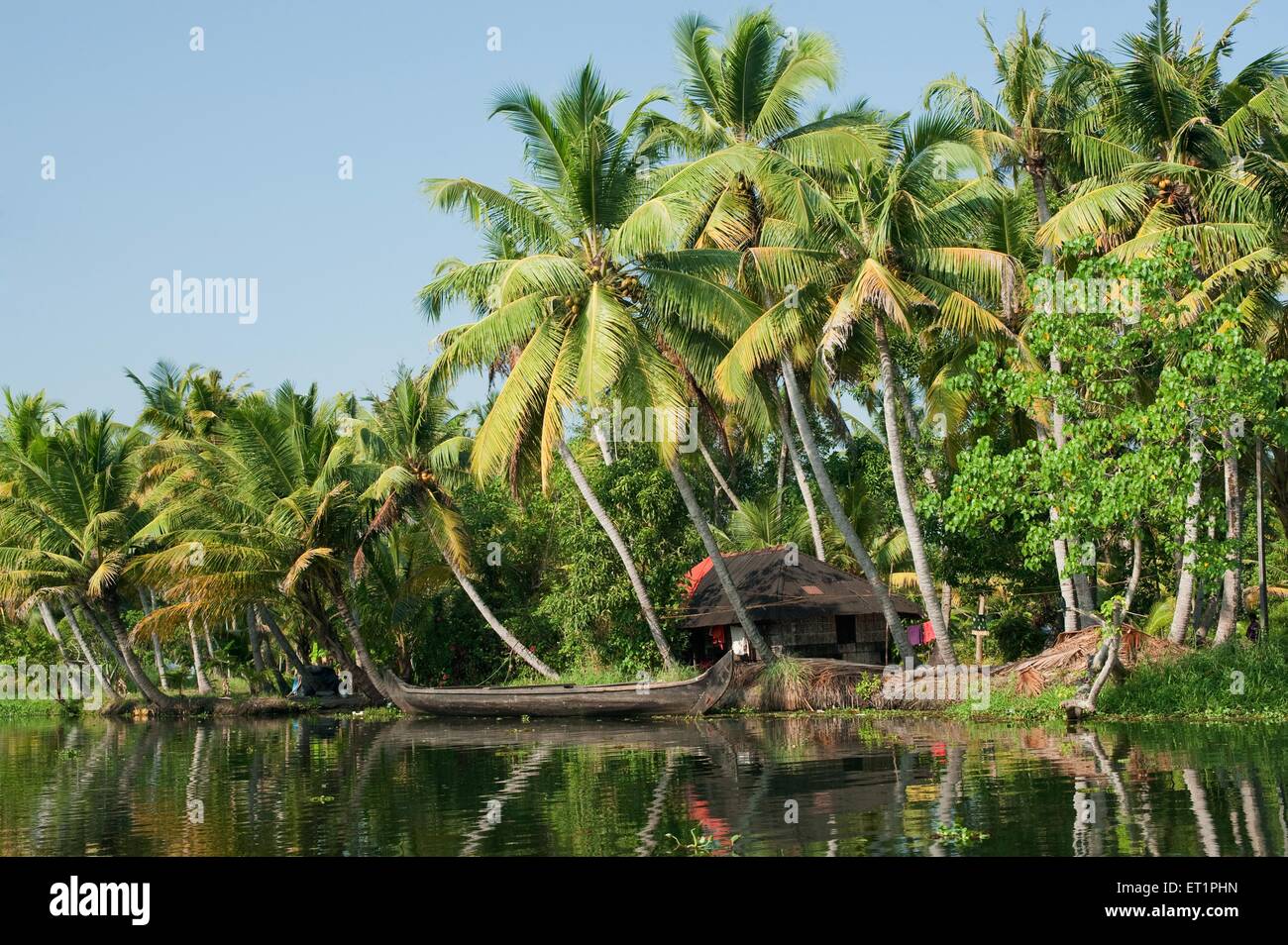 Palm trees in backwaters ; Alleppey ; Alappuzha ; Kerala ; India ; Asia