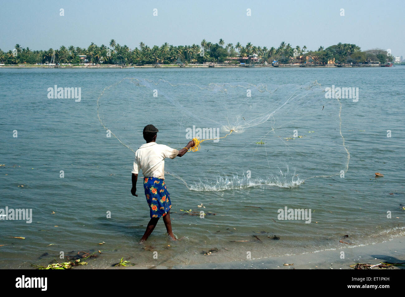 Fisherman casting fishing net ; Cochin ; Kochi ; Kerala ; India ; Asia Stock Photo