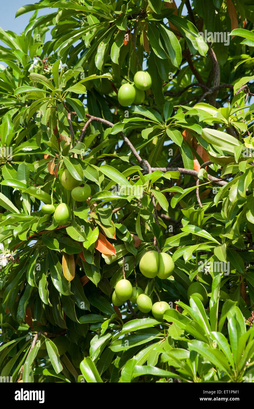 Wild fruit tree poisonous fruits ; Cochin ; Kochi ; Kerala ; India ; Asia Stock Photo