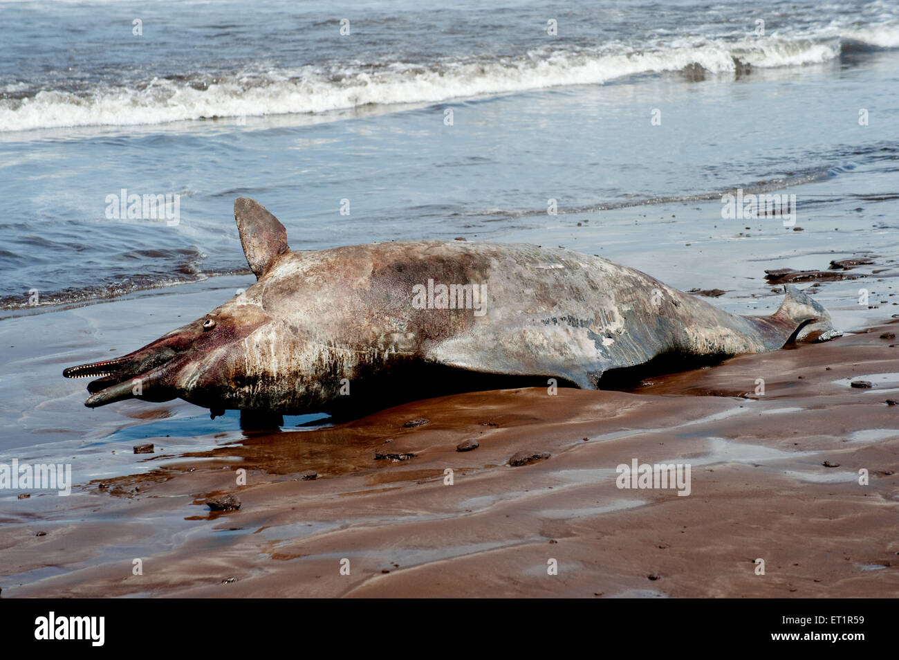 Dead dolphin fish on Diveagar beach ; Shrivardhan ; Raigadh ; Maharashtra ; India ; Asia Stock Photo