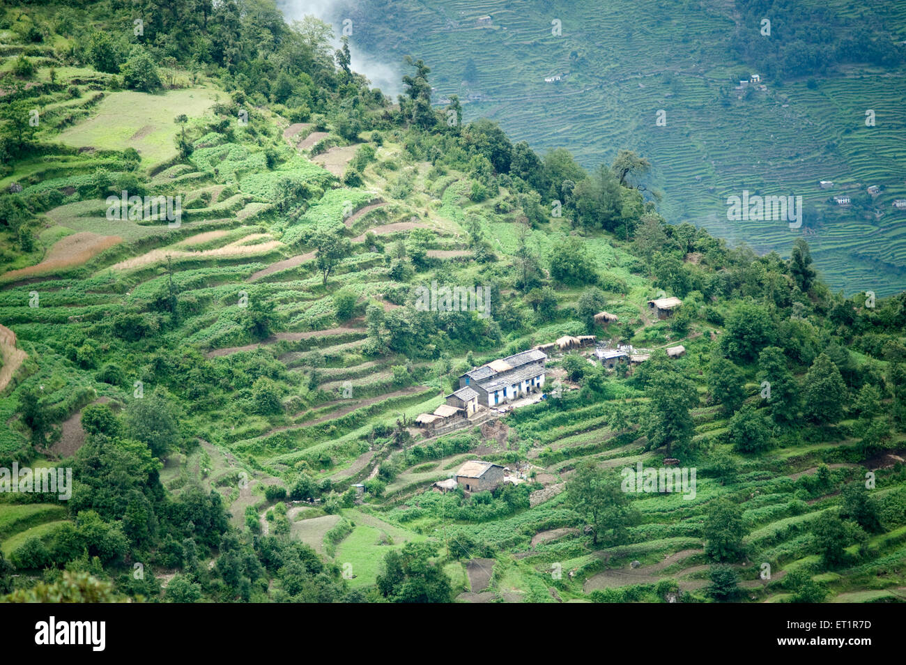 Terrace Farming, Himalaya Village, Almora, Uttarakhand, India, Asia, Asian, Indian Stock Photo