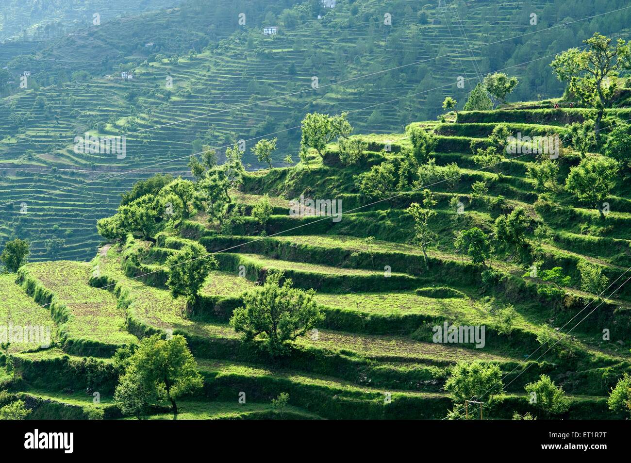 Terrace Farming, Almora, Uttarakhand, India, Asia, Asian, Indian Stock Photo