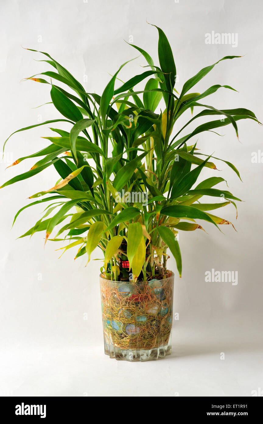 good luck plant in glass container Stock Photo