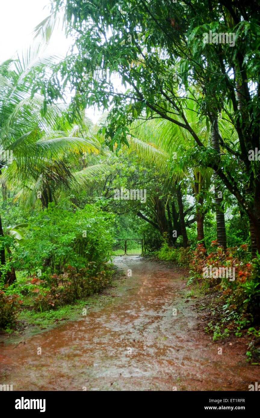 Monsoon rain raining green greenery season ; Konkan ; Maharashtra ; India Stock Photo
