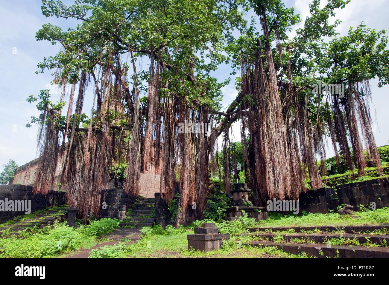 Big banyan tree ; Limb ; Satara ; Maharashtra ; India ; Asia ; Asian ; Indian Stock Photo