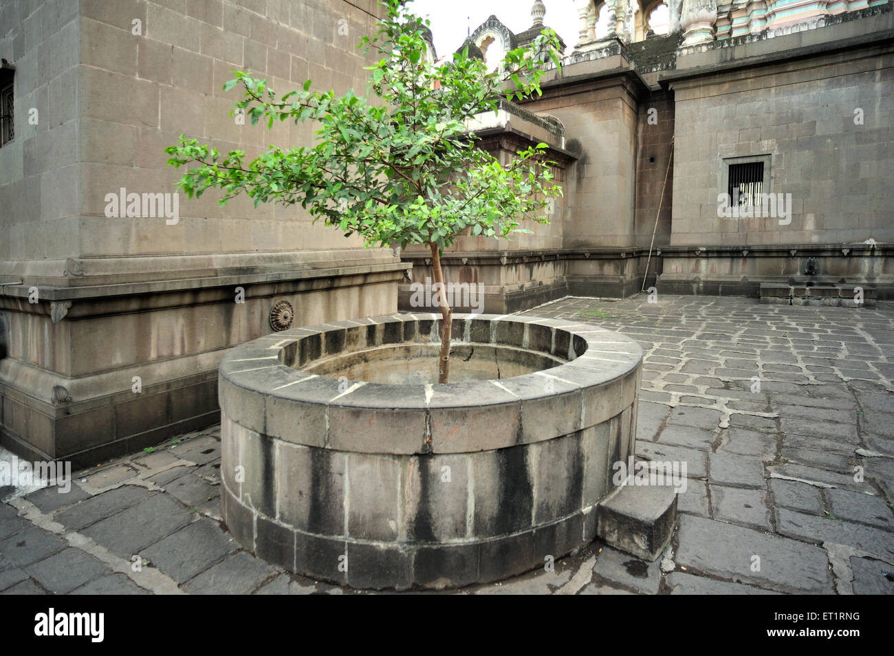 Wood Apple Tree in Datta Temple at phaltan satara Maharashtra India Asia Stock Photo