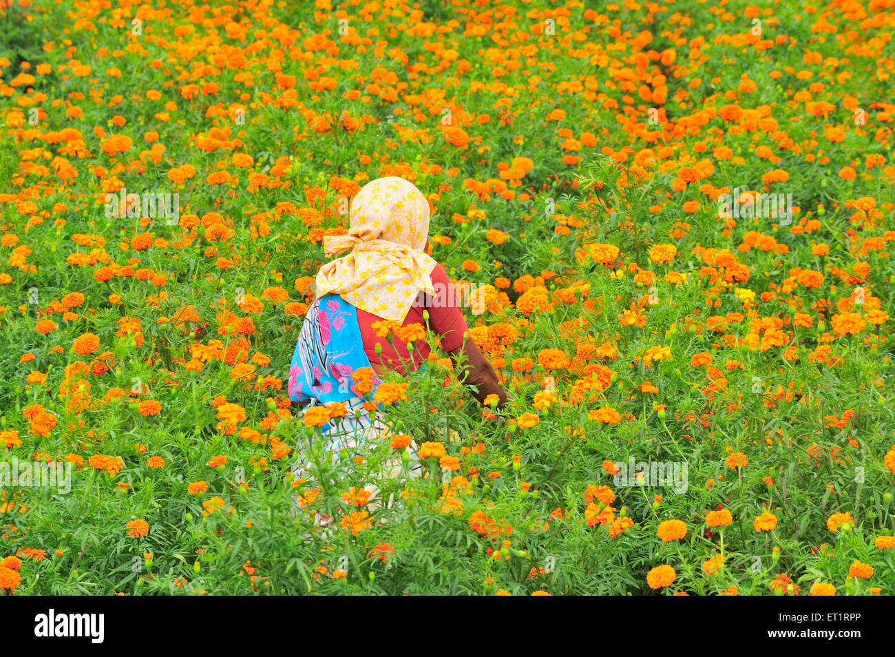 Woman picking marigold flowers near pune Maharashtra India Asia Stock Photo