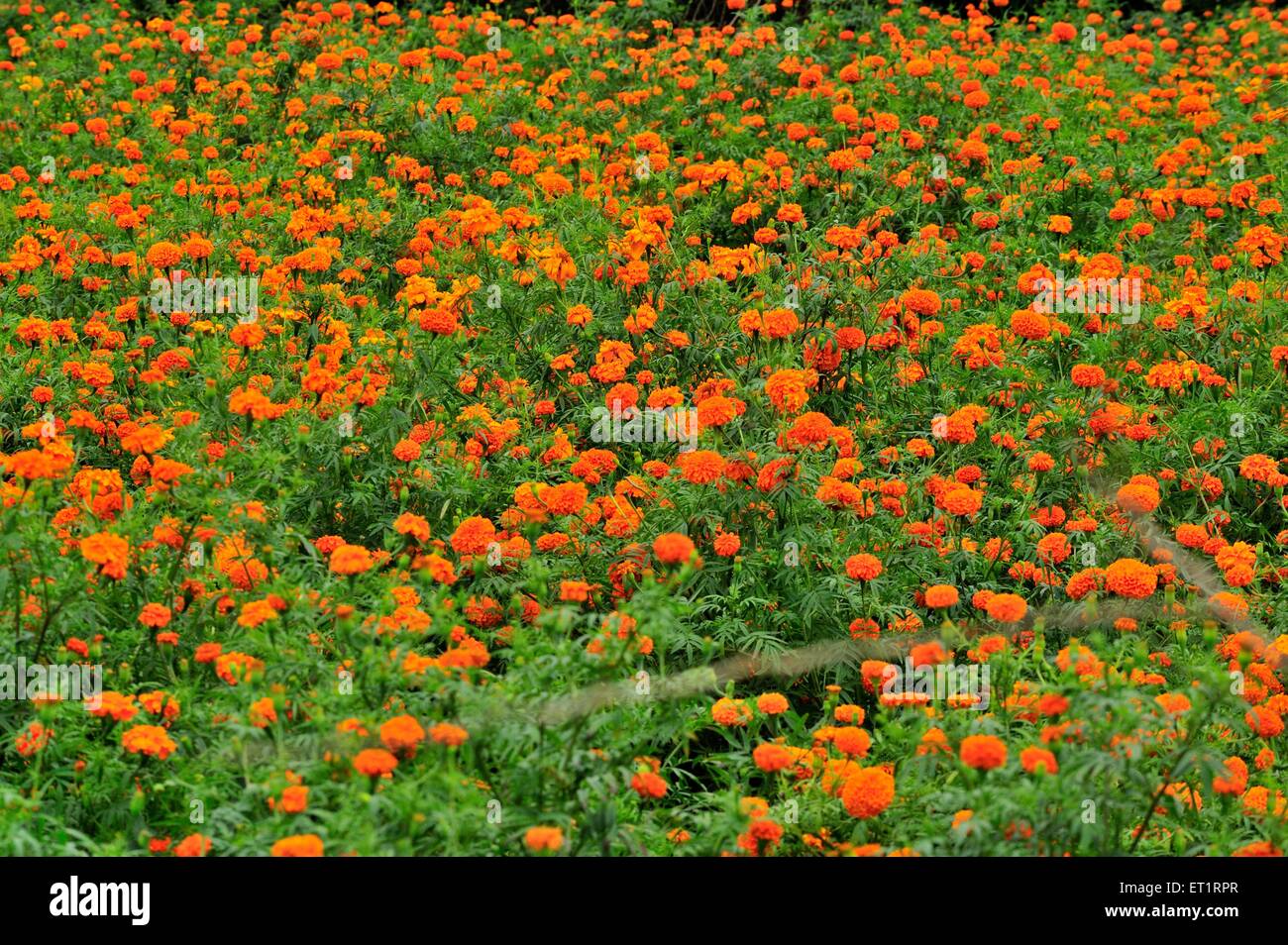 Marigold flower farming near pune Maharashtra India Asia Stock Photo